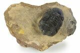 Bargain, Curled Reedops Trilobite - Atchana, Morocco #345145-1